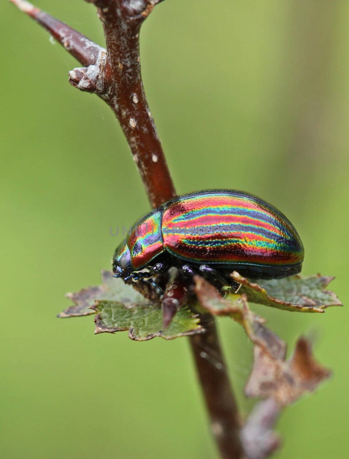 Rainbow leaf beetle (Chrysolina cerealis) on hawthorn