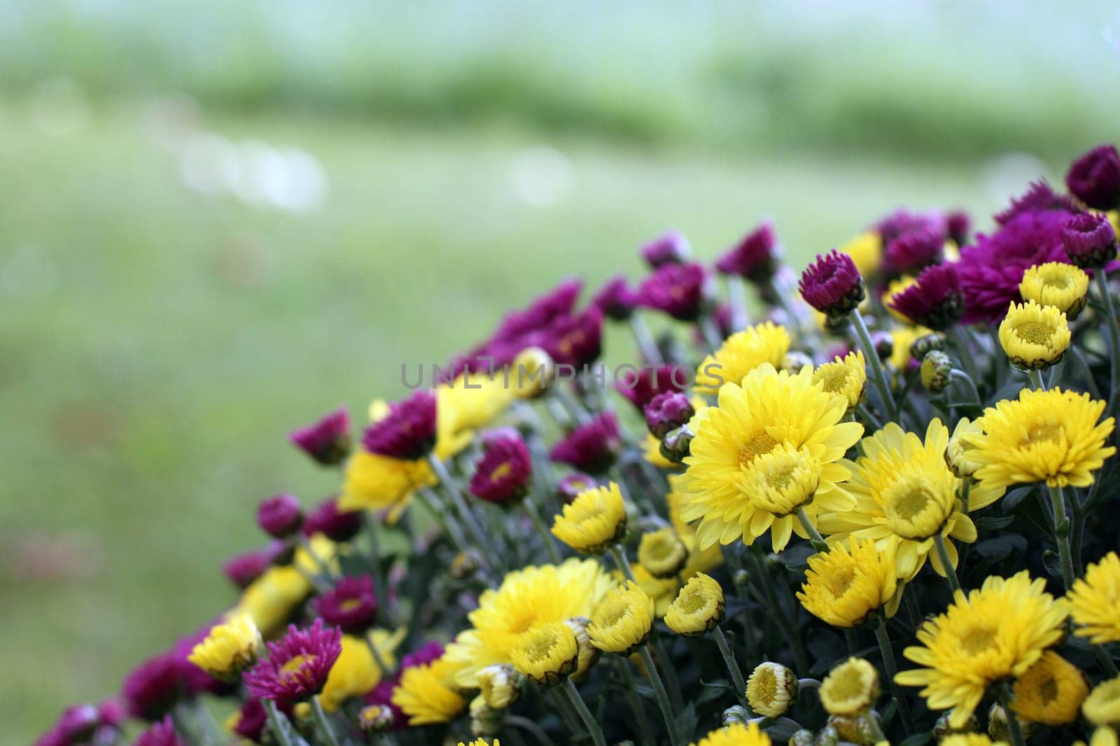 Chrysanthme bloom