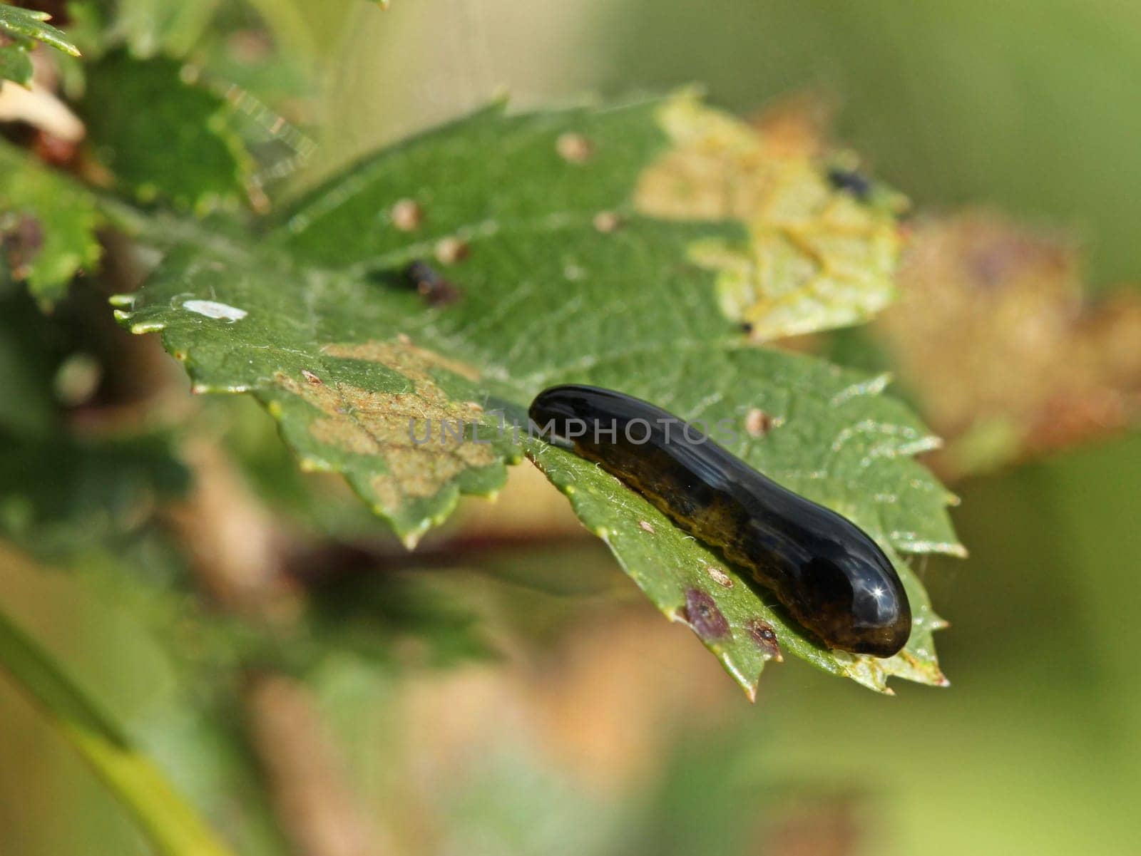 Larva of the Black Cherry Leaf Wepe (Caliroa cerasi)