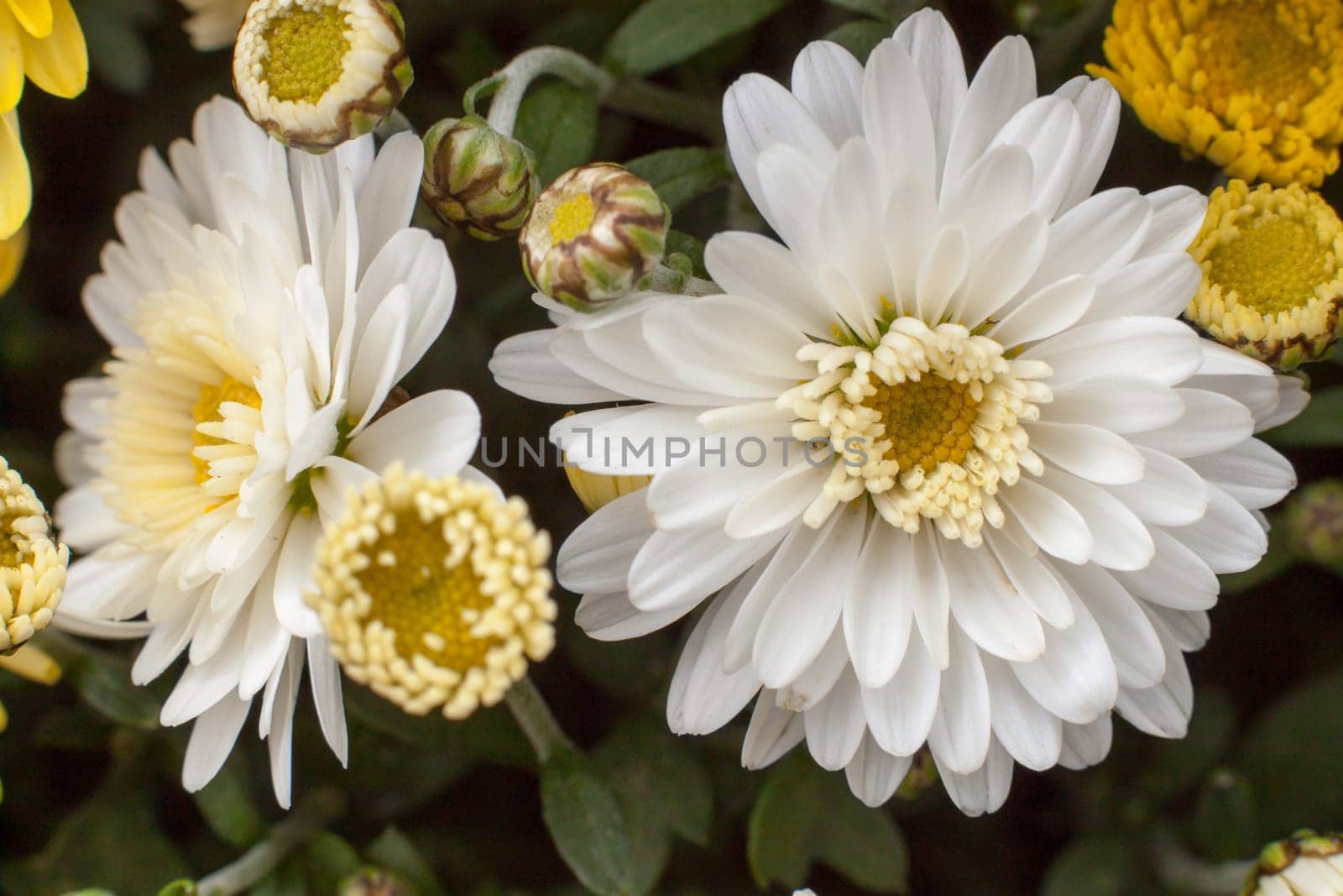 Chrysanthemums Awaken