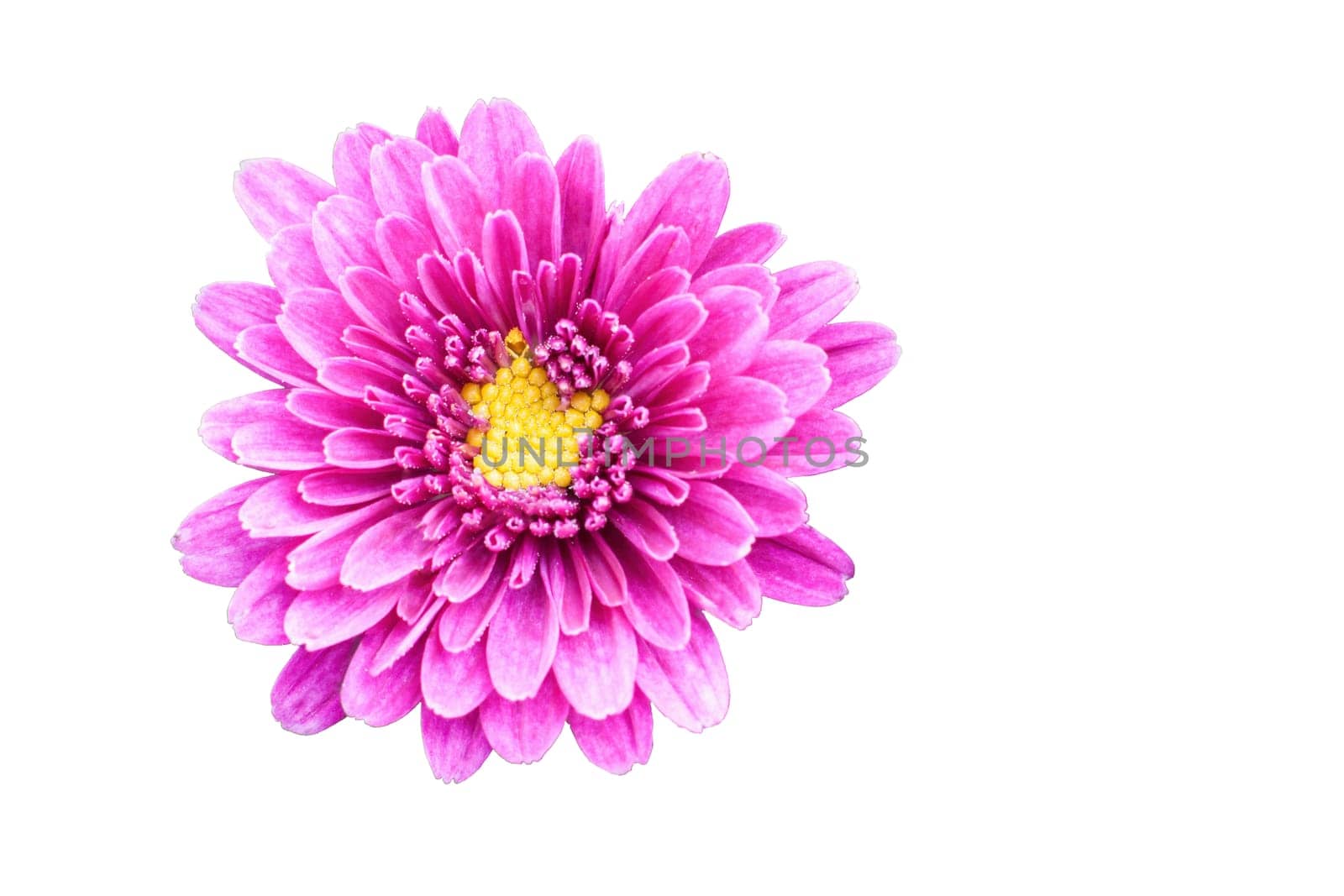 Chrysanthemum exempted