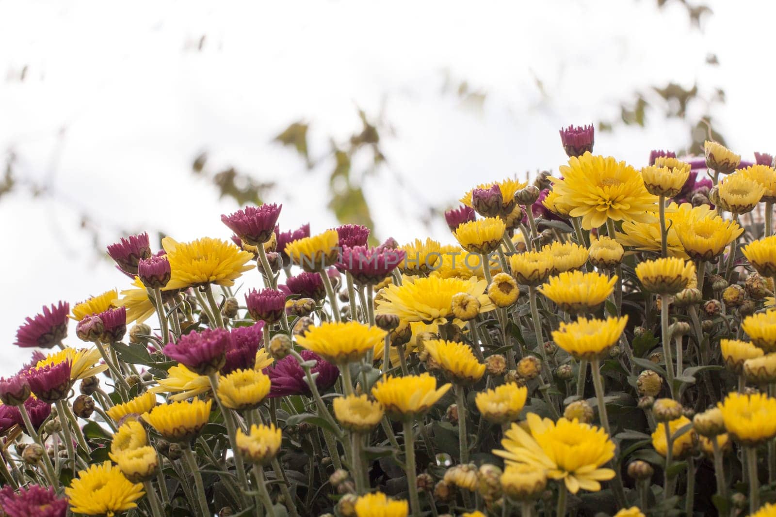 Chrysanthemums