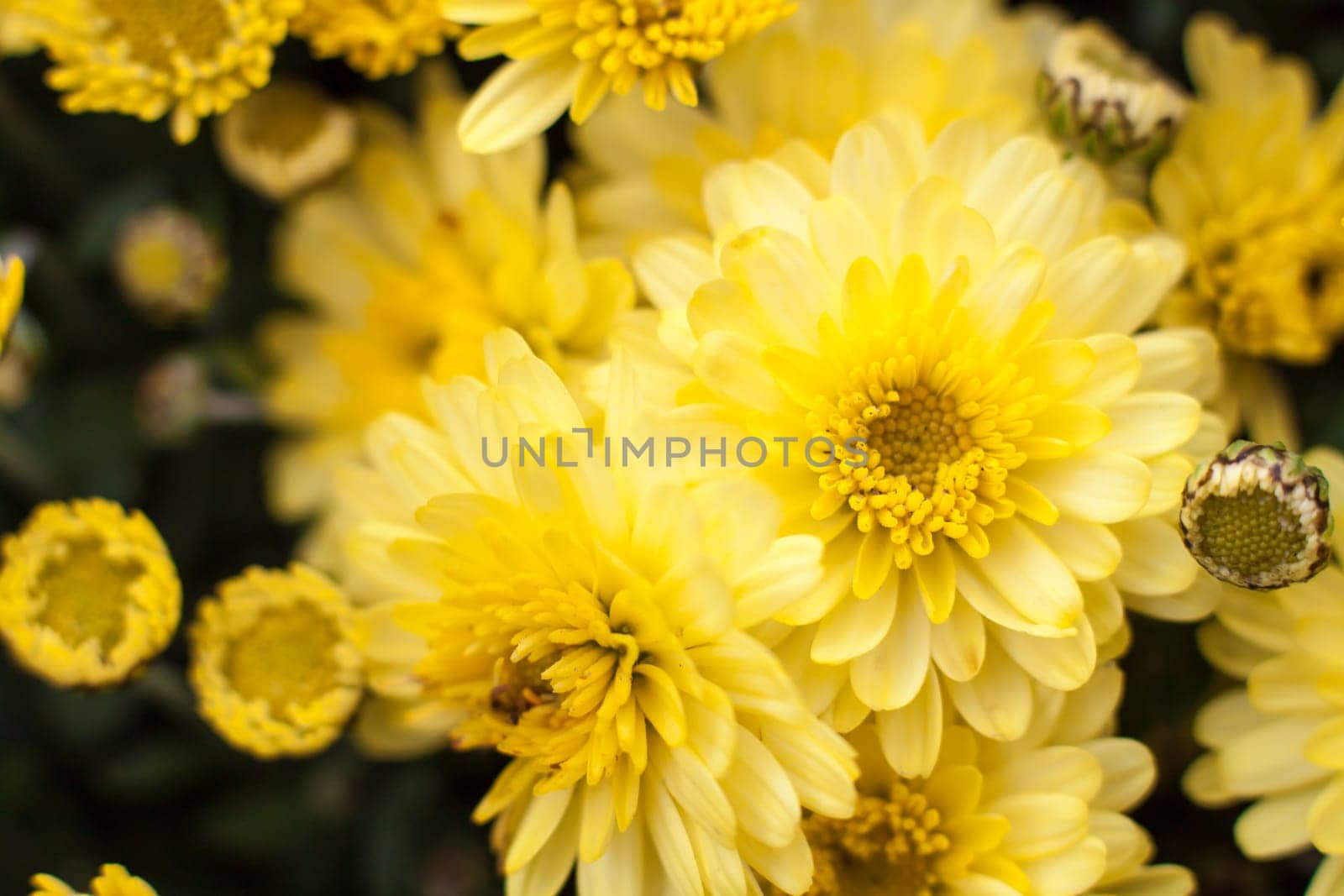 Yellow Sea