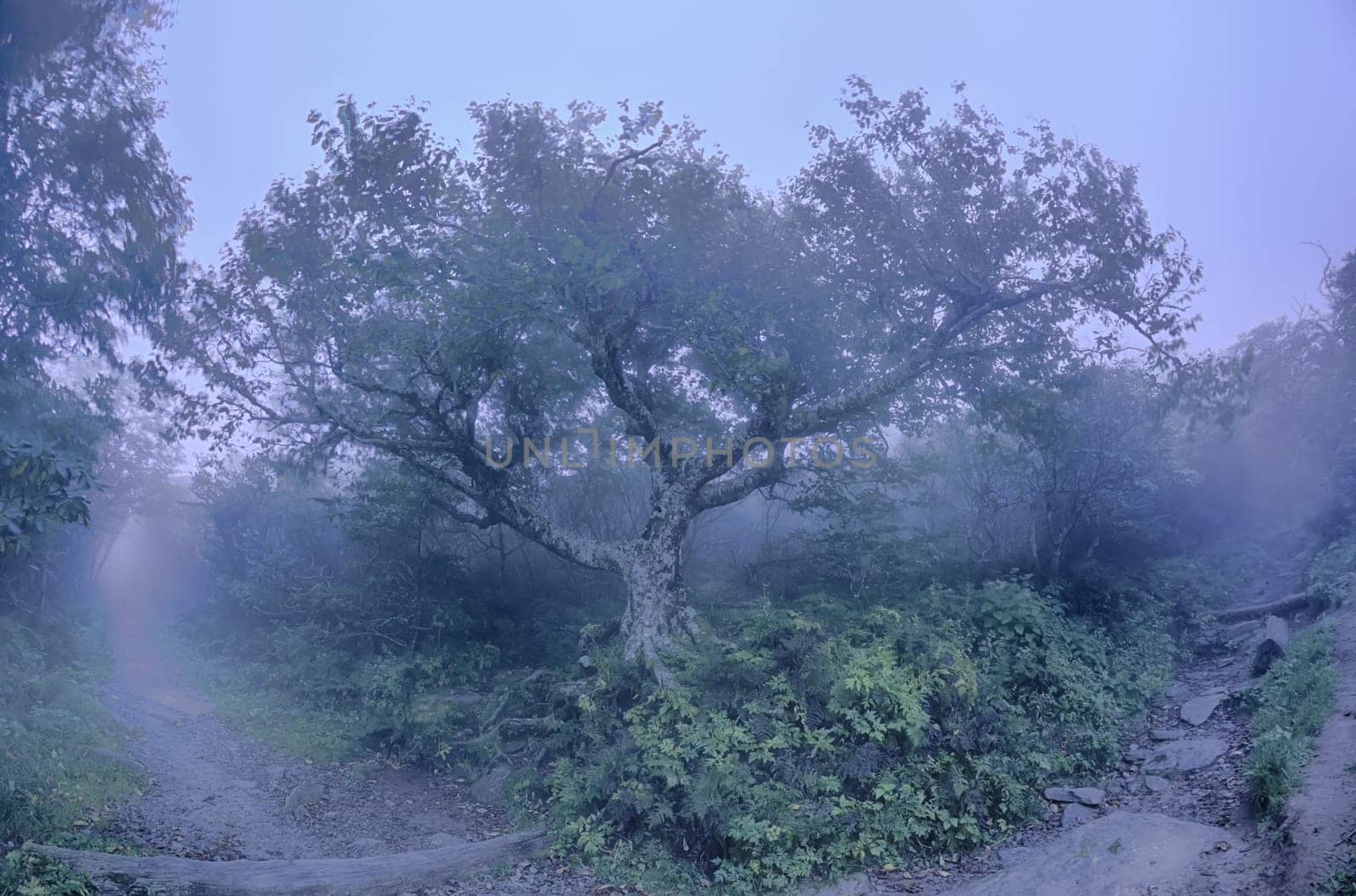 Craggy Gardens North Carolina Blue Ridge Parkway Autumn NC scenic landscape photography featuring foggy conditions