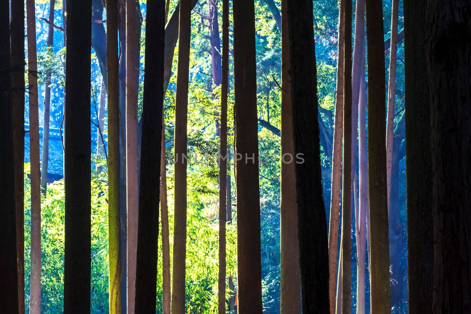 Kyoto, Japan - June 30, 2014