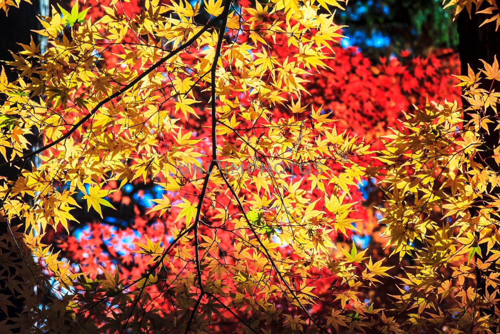 Colorful maple leaf for adv or others purpose use