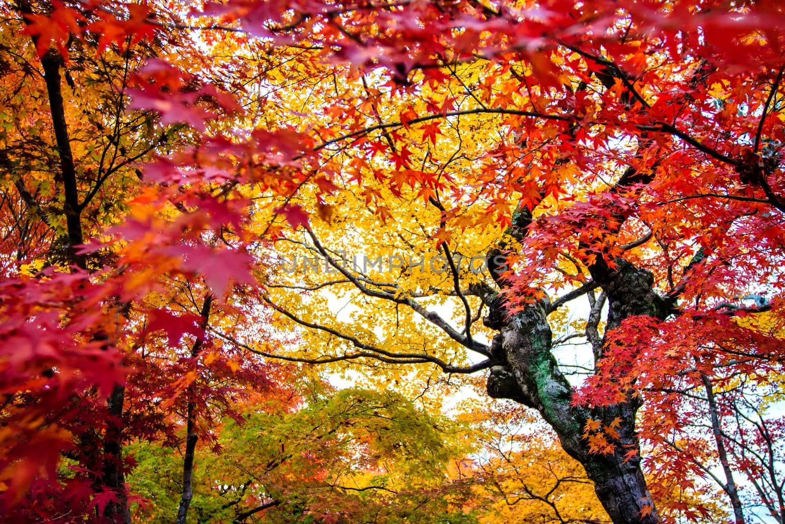 Red maple trees in a japanese garden for adv or others purpose use