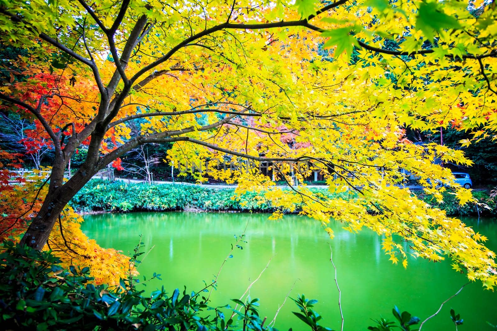 Red maple trees in a japanese garden for adv or others purpose use