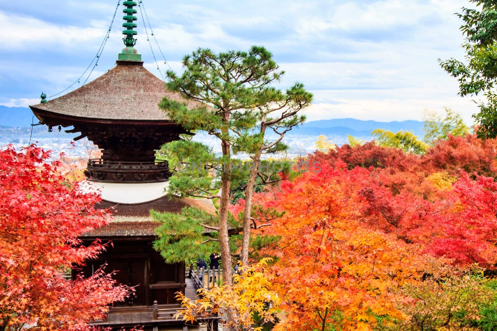 Red maple trees in a japanese garden for adv or others purpose use