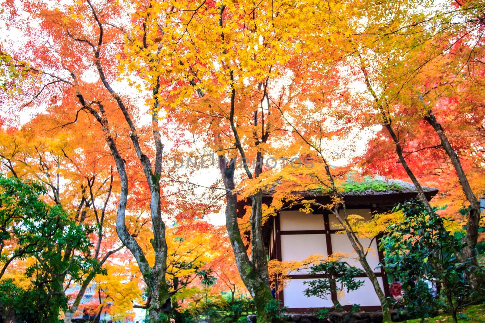 Red maple trees in a japanese garden for adv or others purpose use