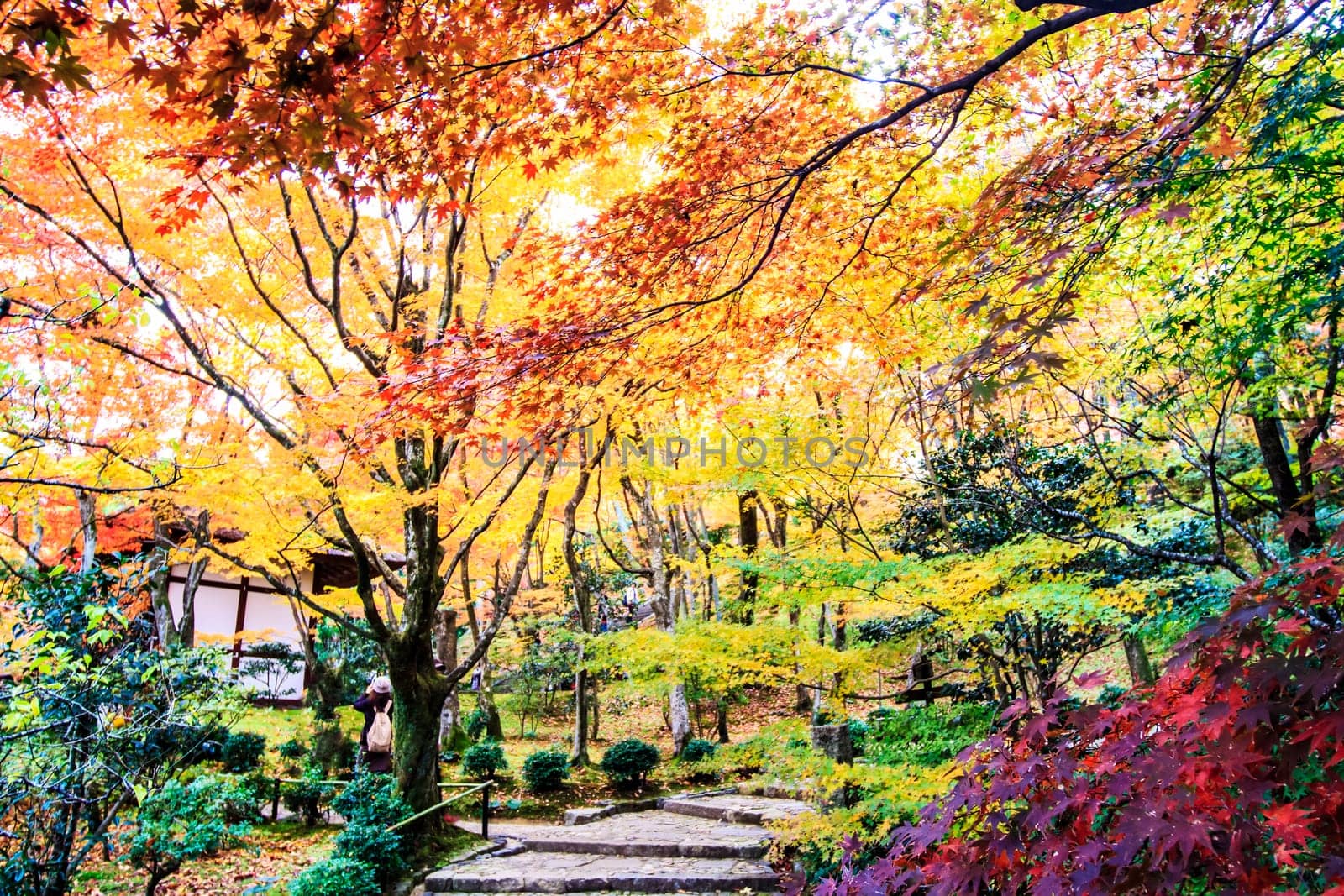 Red maple trees in a japanese garden for adv or others purpose use