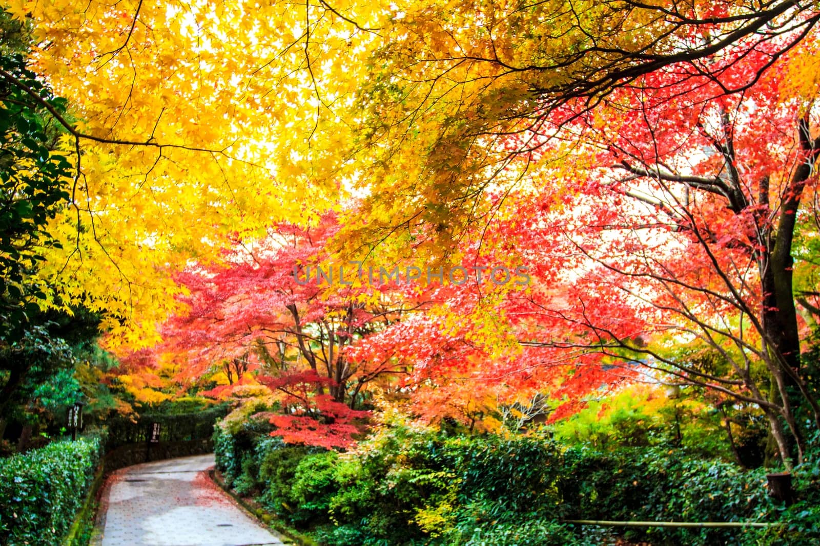 Red maple trees in a japanese garden for adv or others purpose use