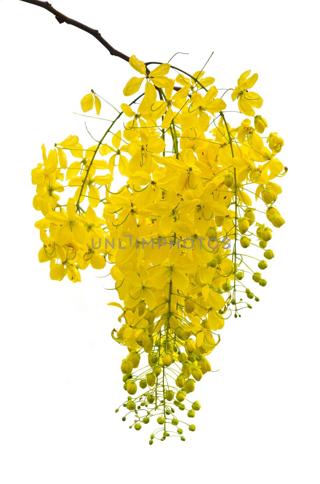 Purging Cassia or Ratchaphruek flowers ( Cassis fistula ) national flower of Thailand on white background