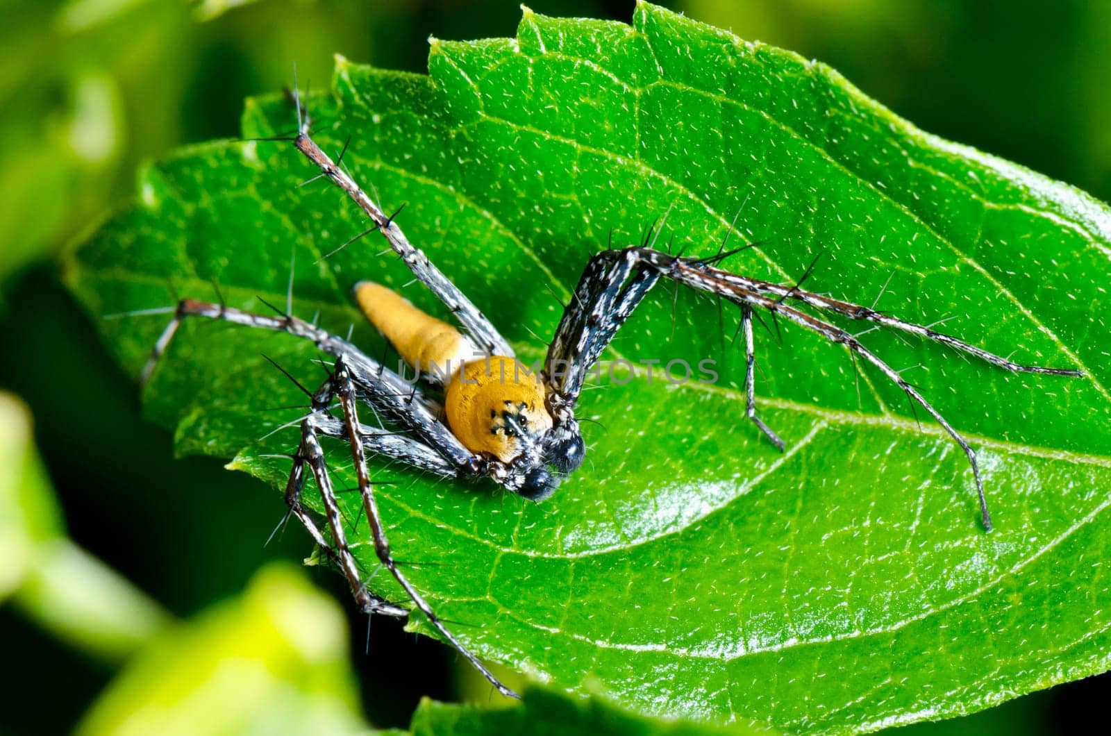 Lynx Spider, Yellow body and black legs ambush small insects as food on the leaf