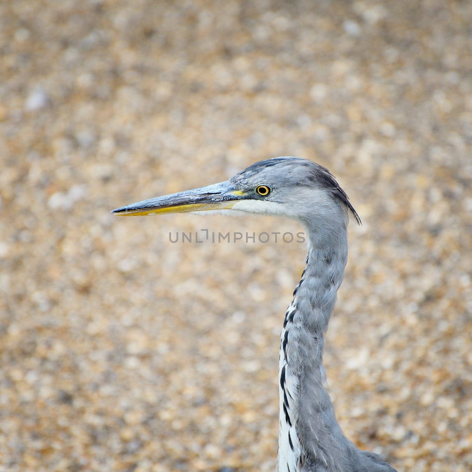 Head of a heron on the shore