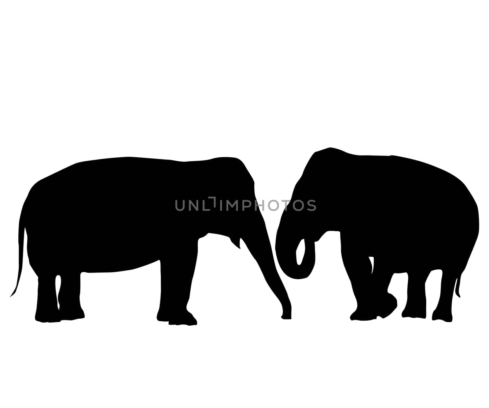 Two elephants love card, isolated objects on white background