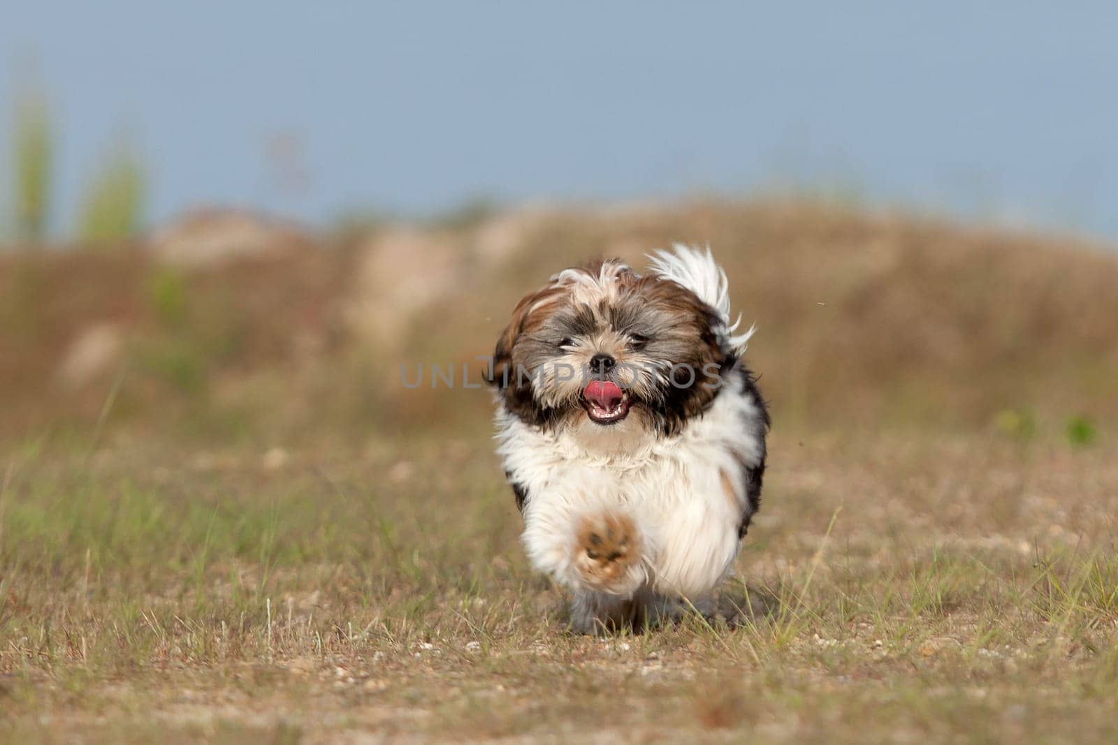 Happy young puppy is running to get the stick