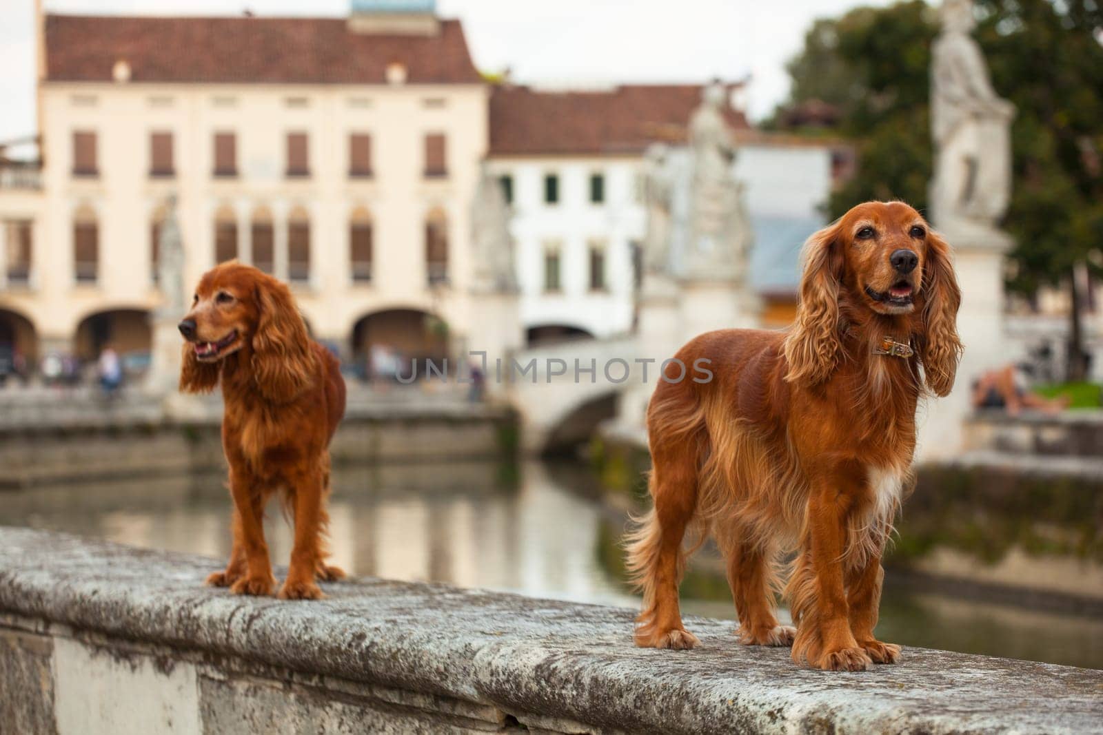 View of two English Cocker Spaniel dogs