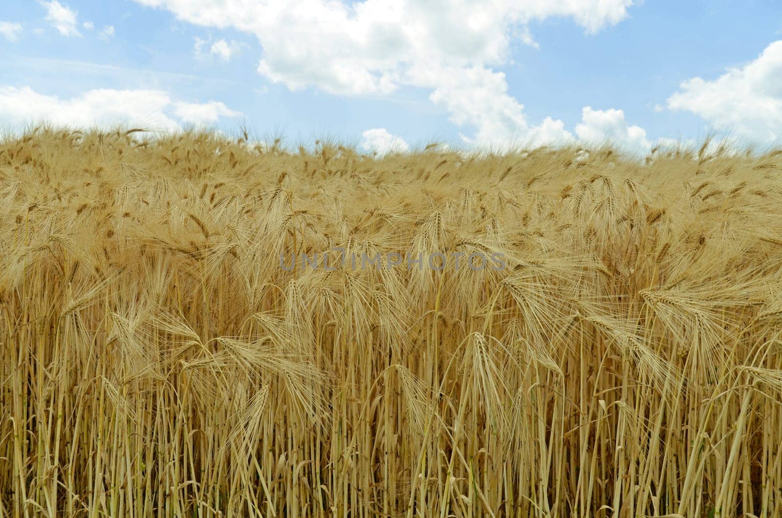 Cereal field (barley)