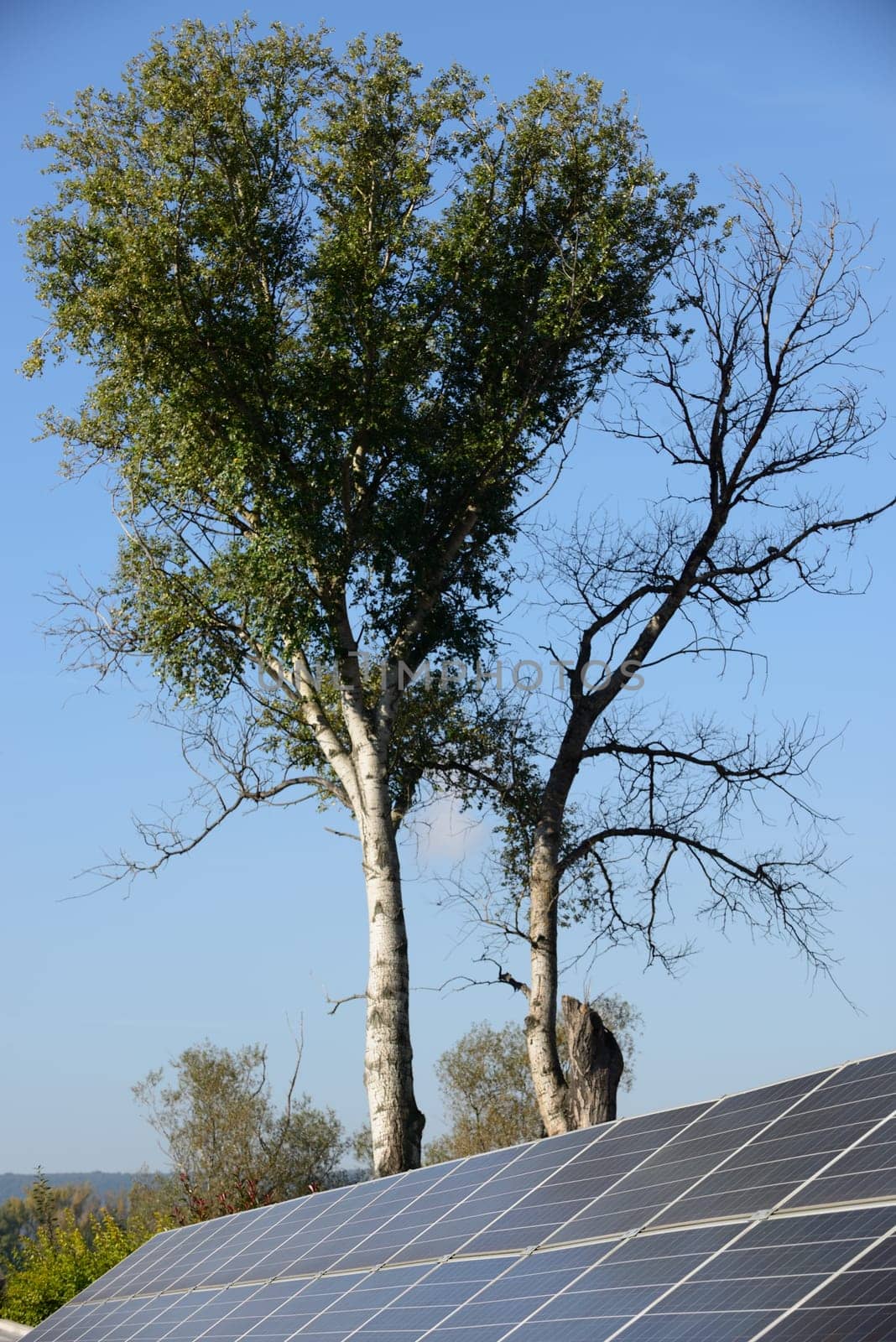 Solar energy panels on the ground against green tree