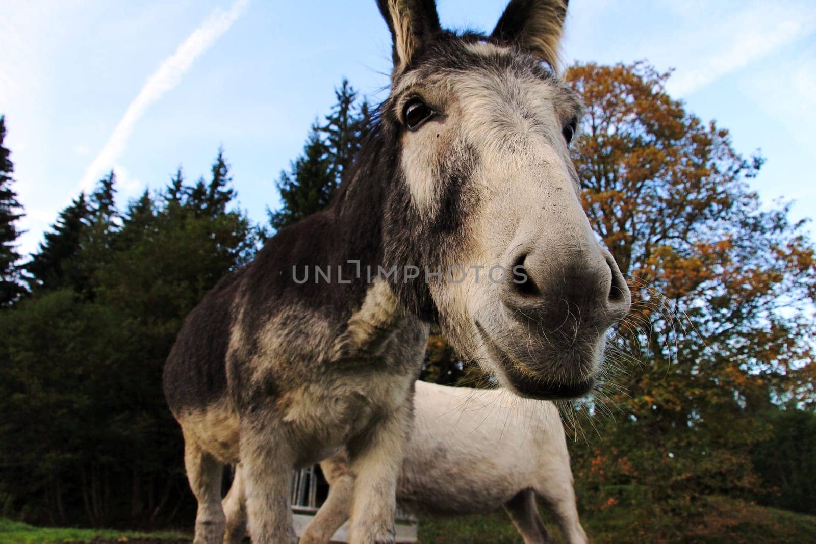 The curious donkey