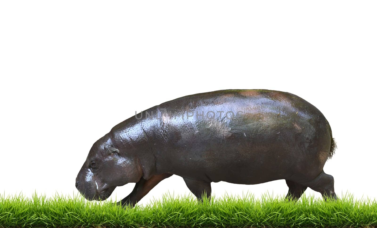 pygmy hippo with green grass isolated on white background