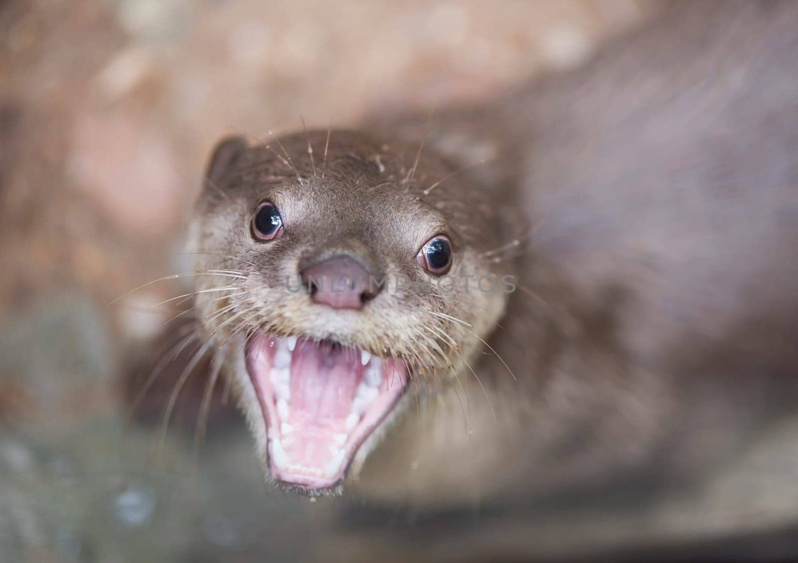 Smooth coated otter ( Lutrogale perspicillata )