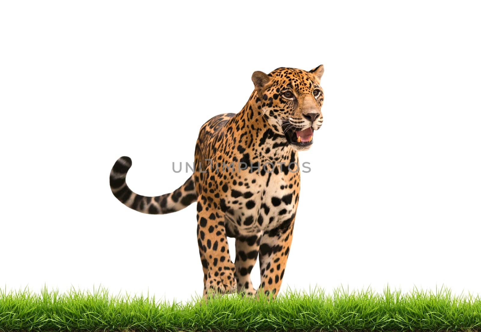 jaguar ( panthera onca ) with green grass isolated on white backgrond