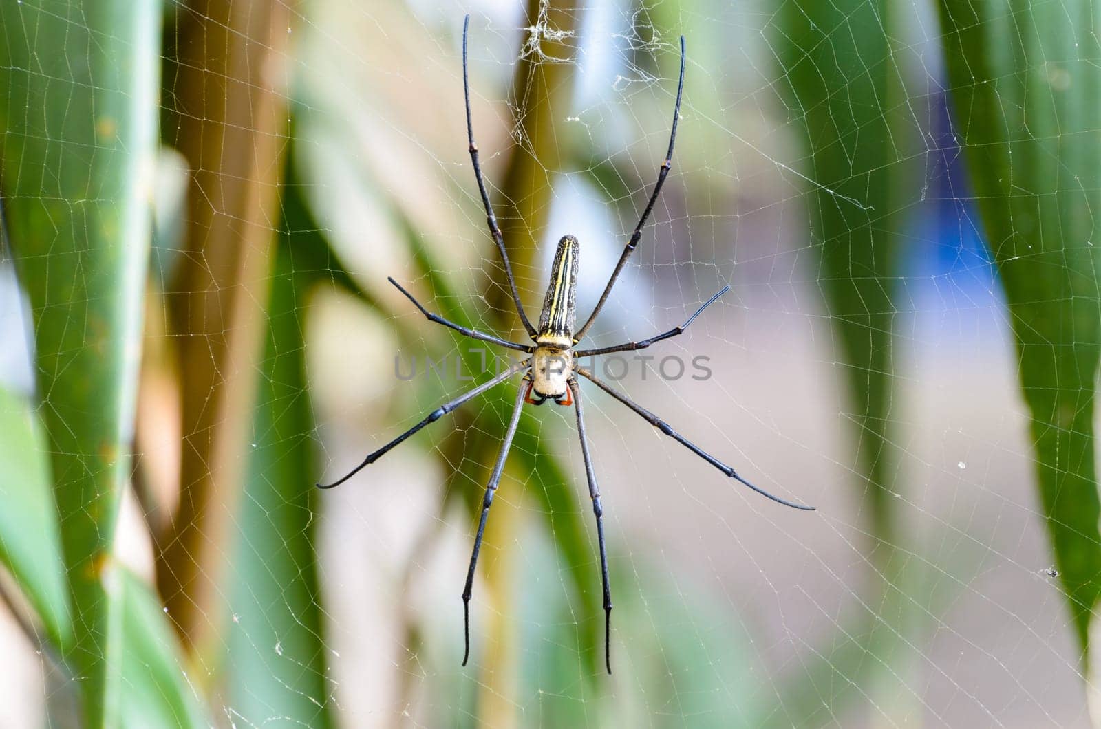 Golden Orb Spider (Nephila pilipes) waiting for prey on webs in the wild, Thailand