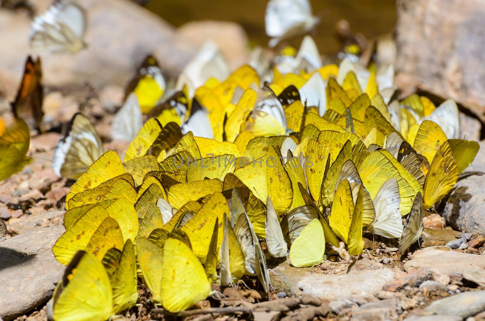 Large group of Grass Yellow or Eurema Hecabe butterfly and several species feeding on the ground.