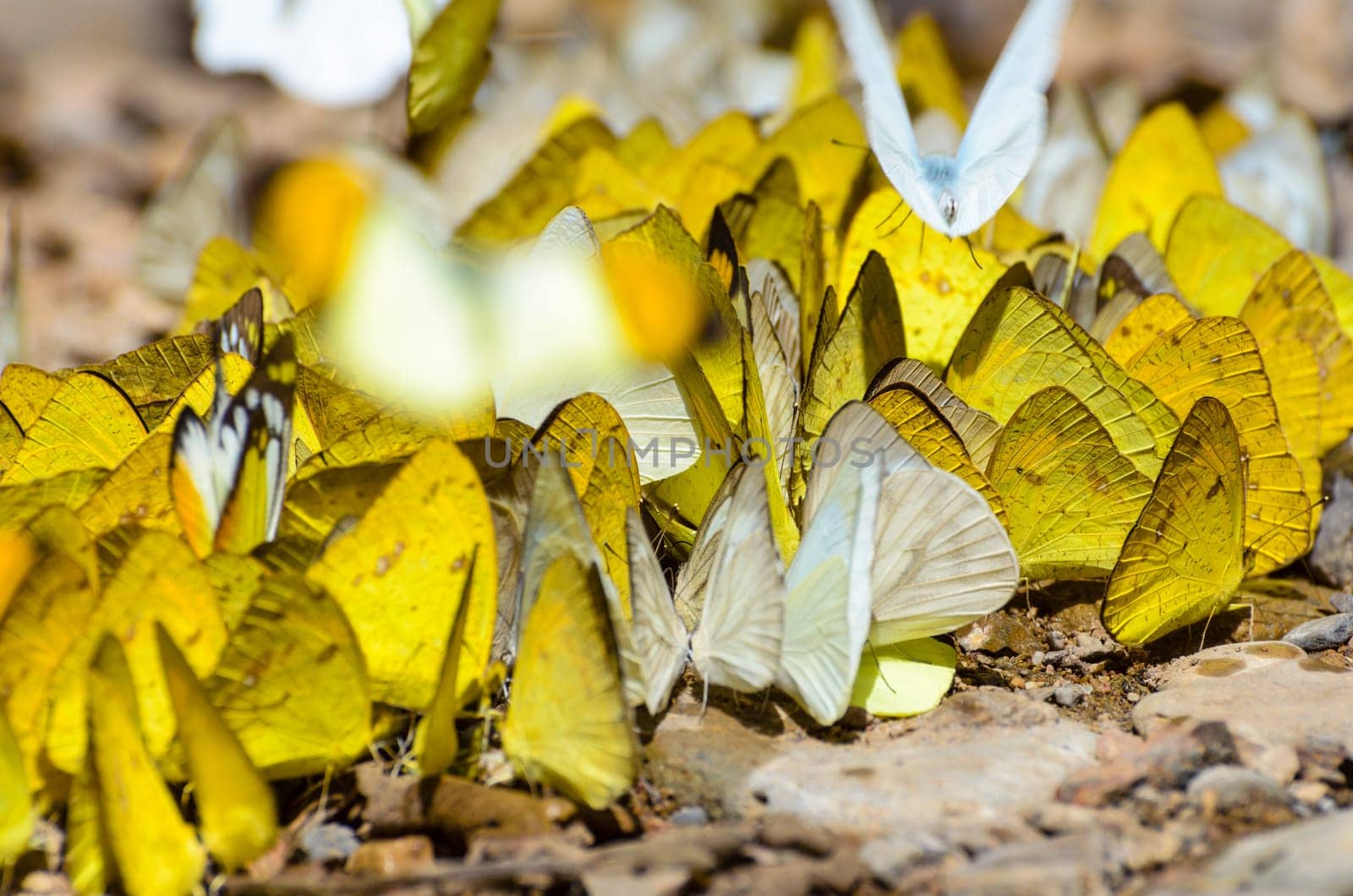 Large group of Grass Yellow or Eurema Hecabe butterfly and several species feeding on the ground.