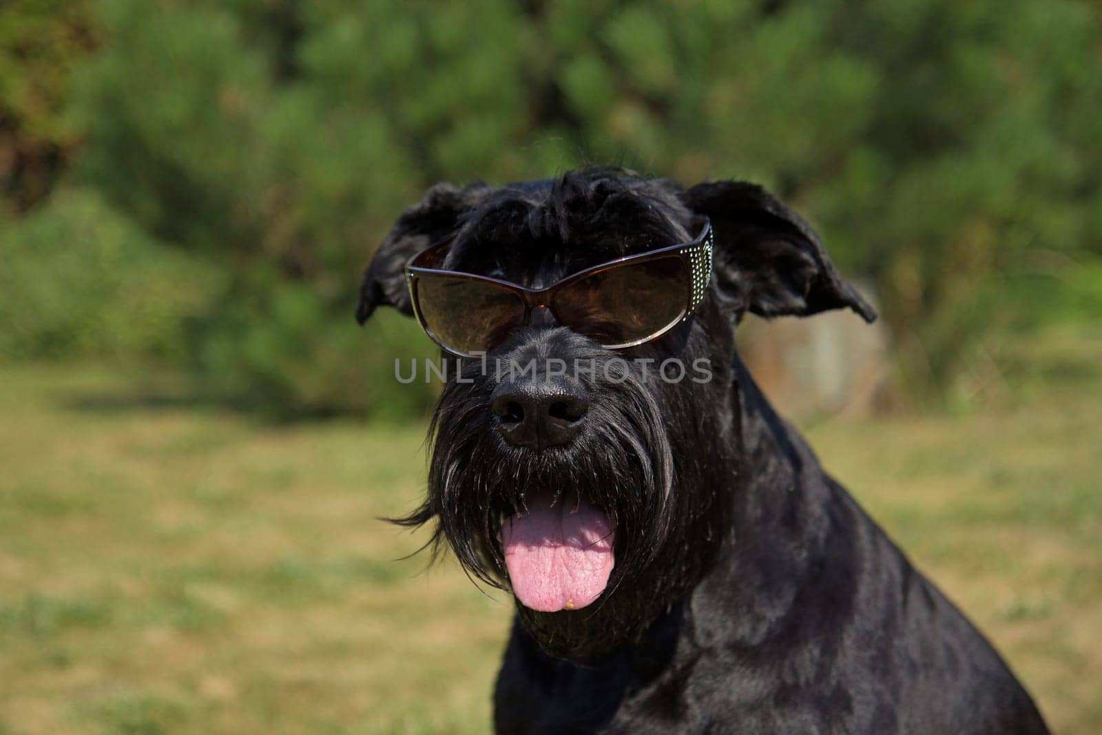 Big Black Schnauzer Dog has glasses on its eyes.