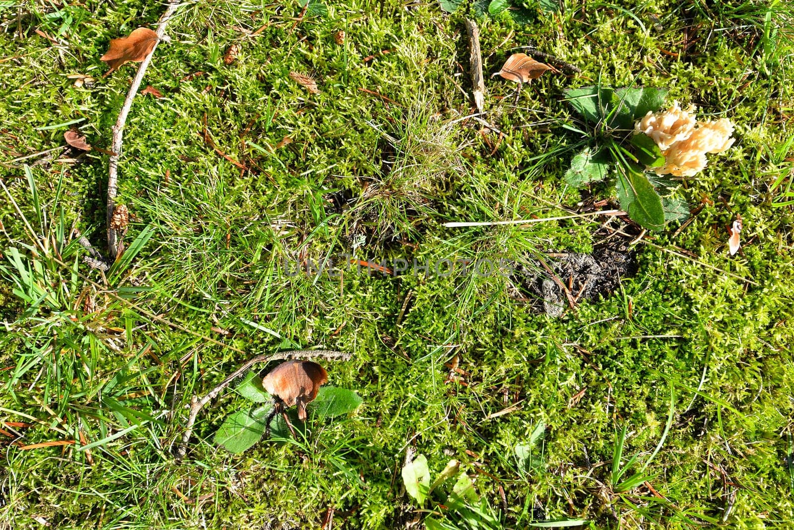 Forest floor moss