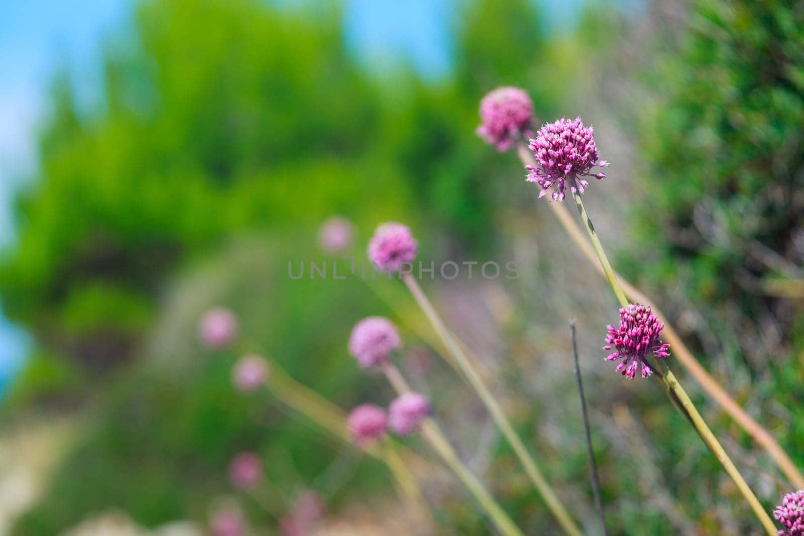 Close up of delicious Alium cepa flower