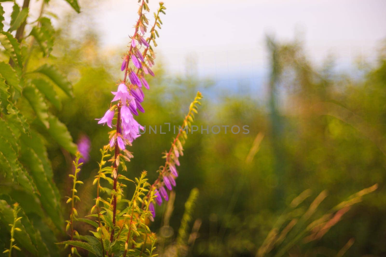 View of Campanula flowers in the countryside