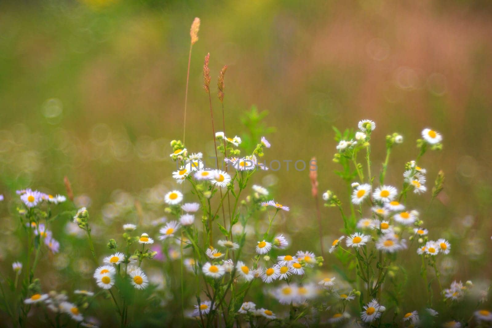View of white daisies in the countryside