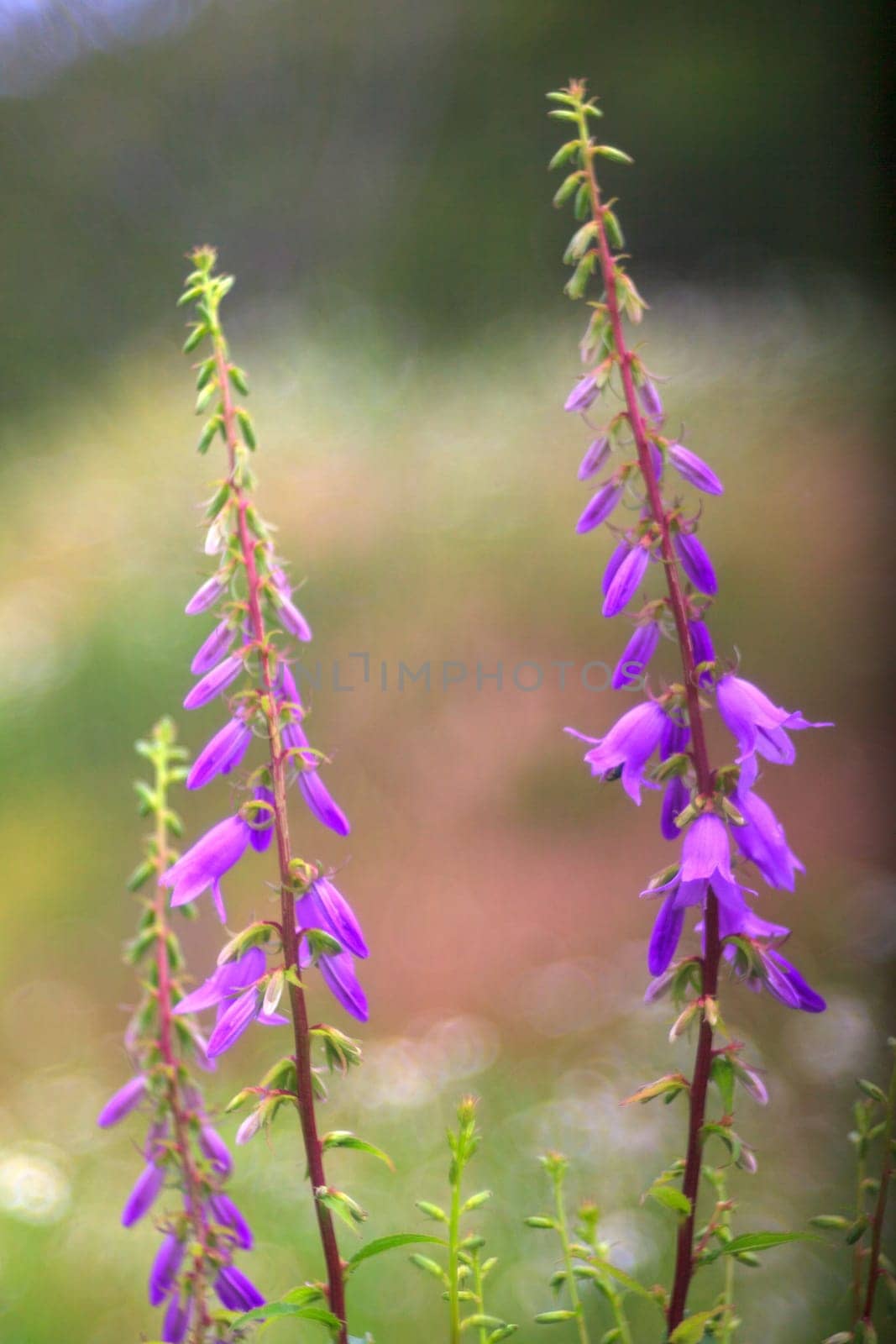 View of Campanula flowers in the countryside