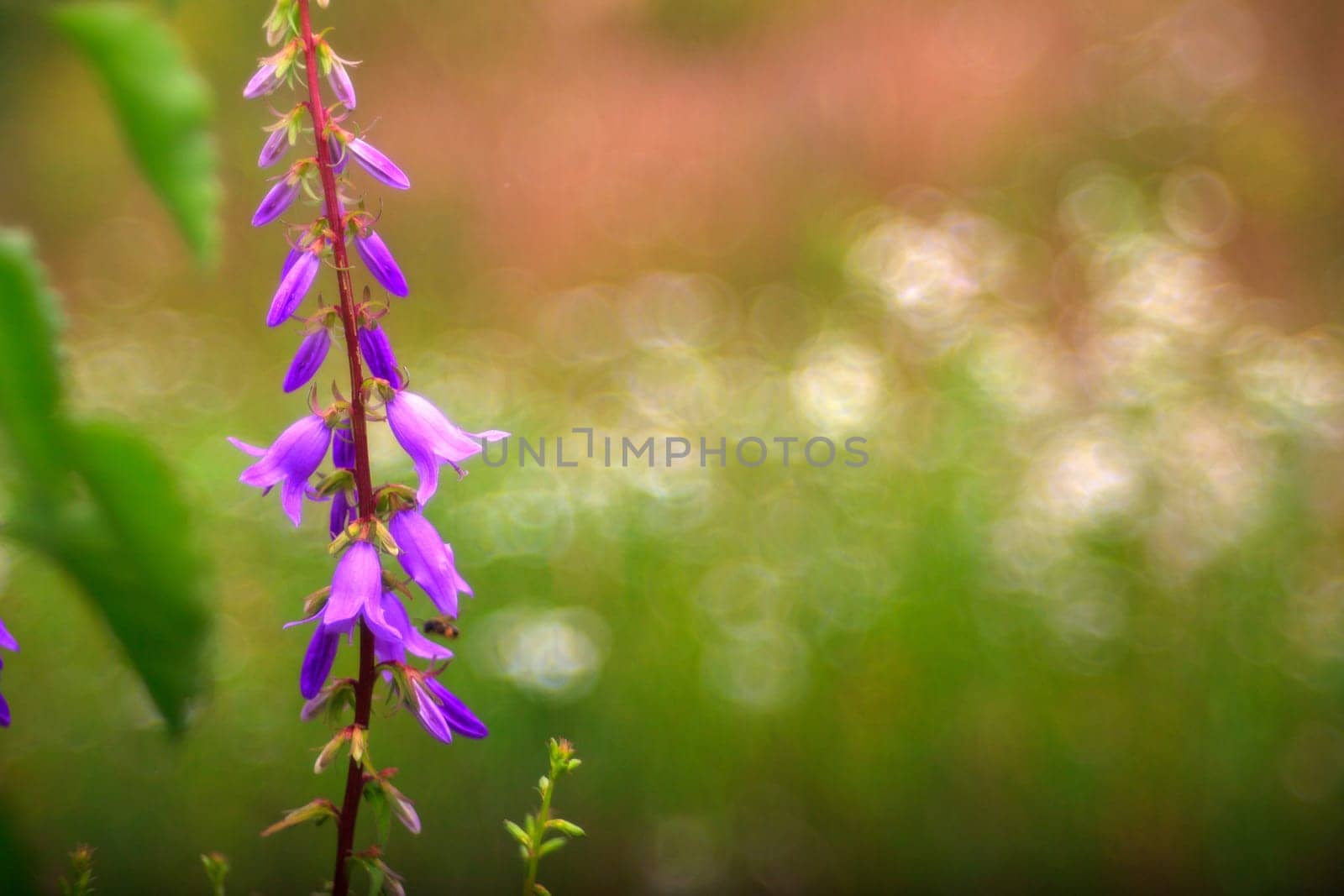 View of Campanula flowers in the countryside