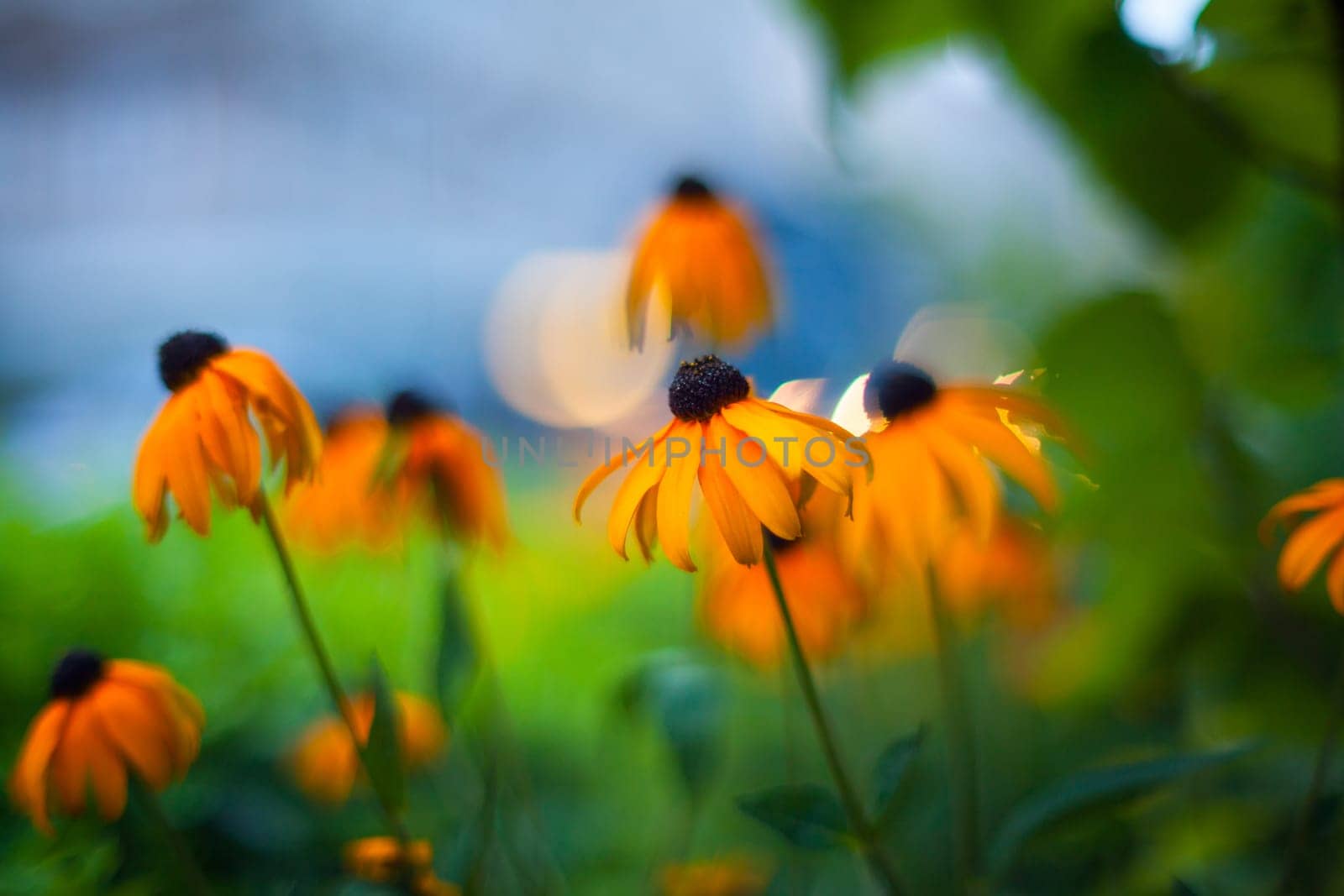 Close up of nice orange flower in the garden