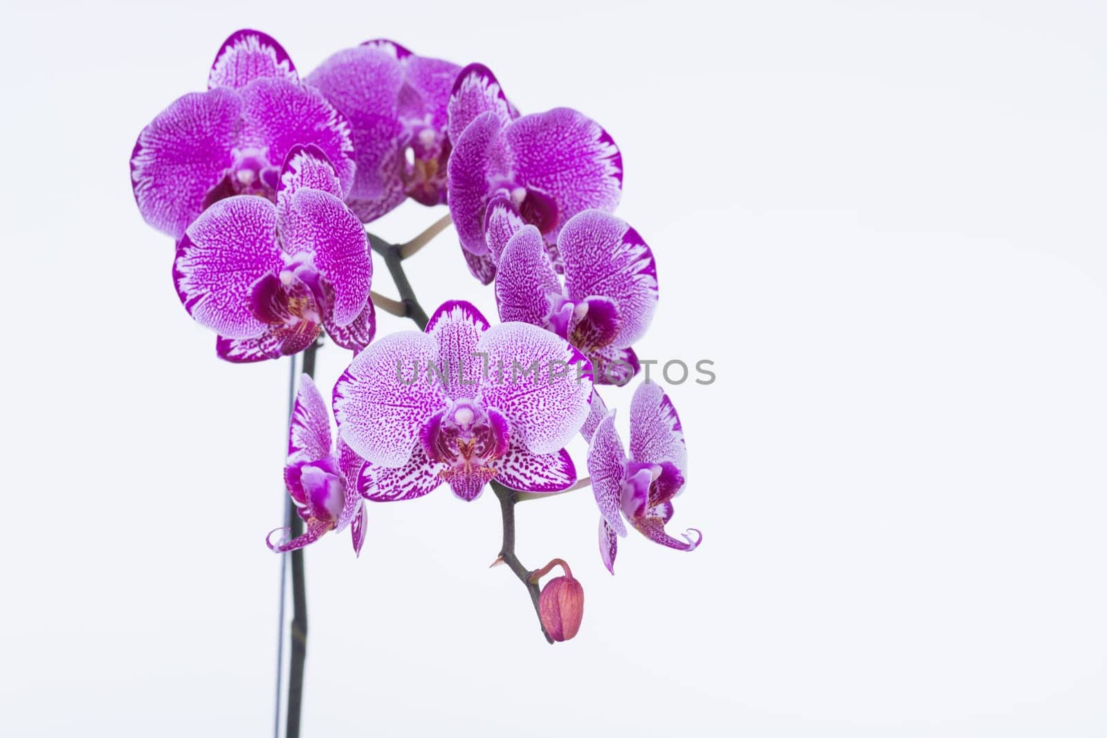 Purple Phalaenopsis Orchids and bud close up