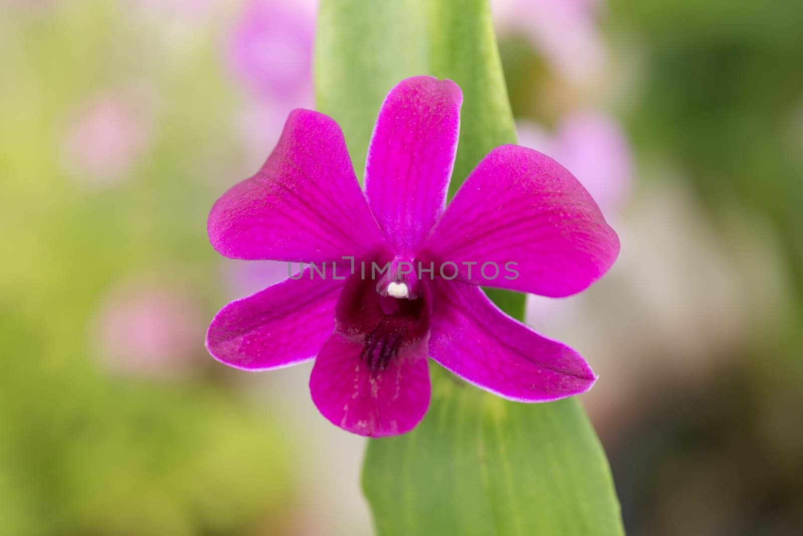 Purple Dendrobium Orchid close-up
