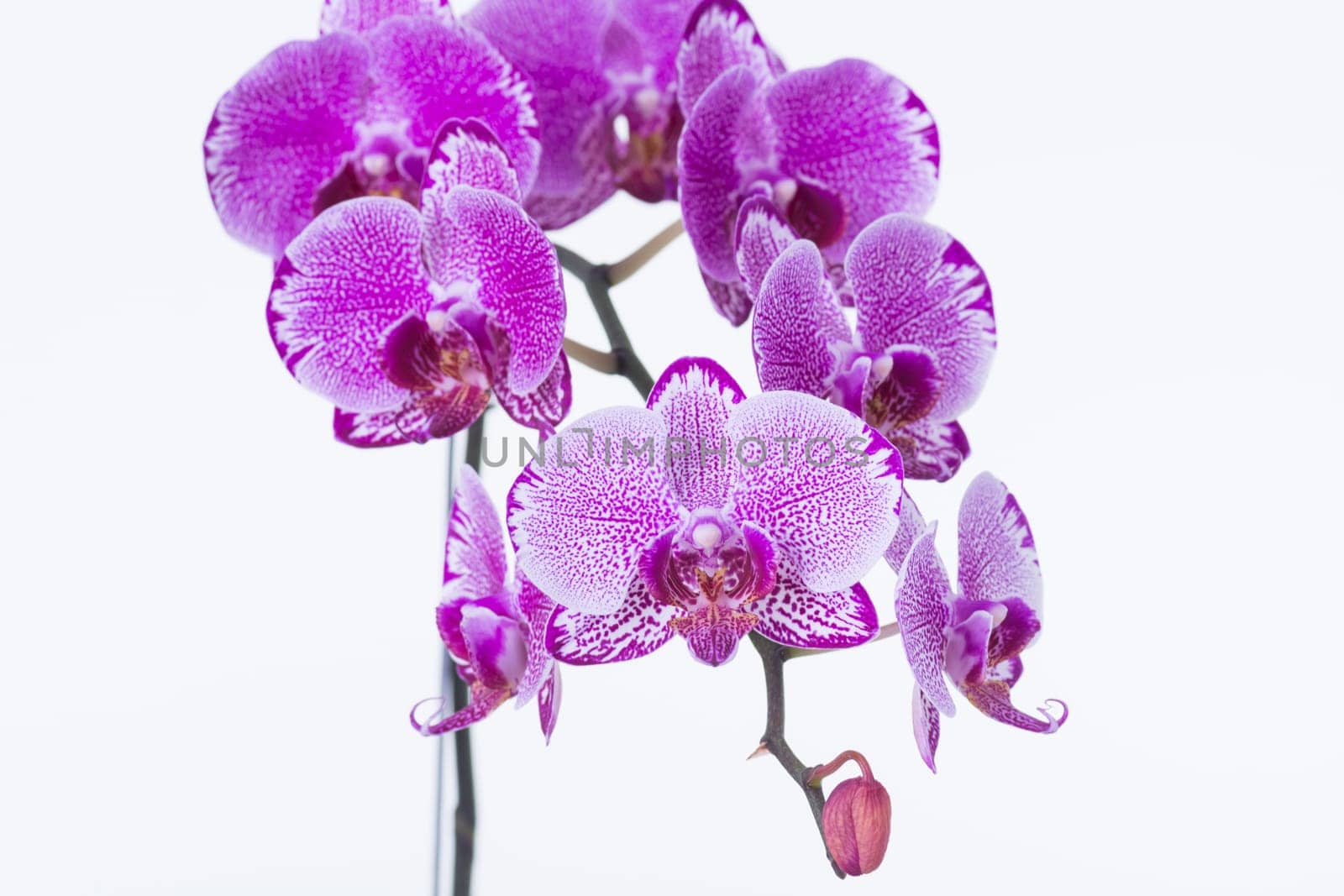 Purple Phalaenopsis Orchids and bud close up