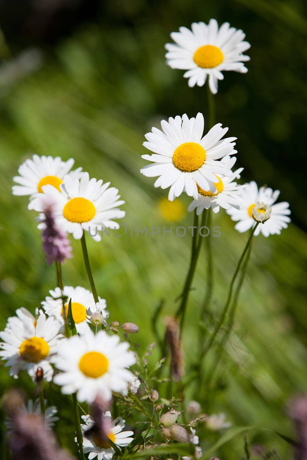 White daisies on bright summer day.