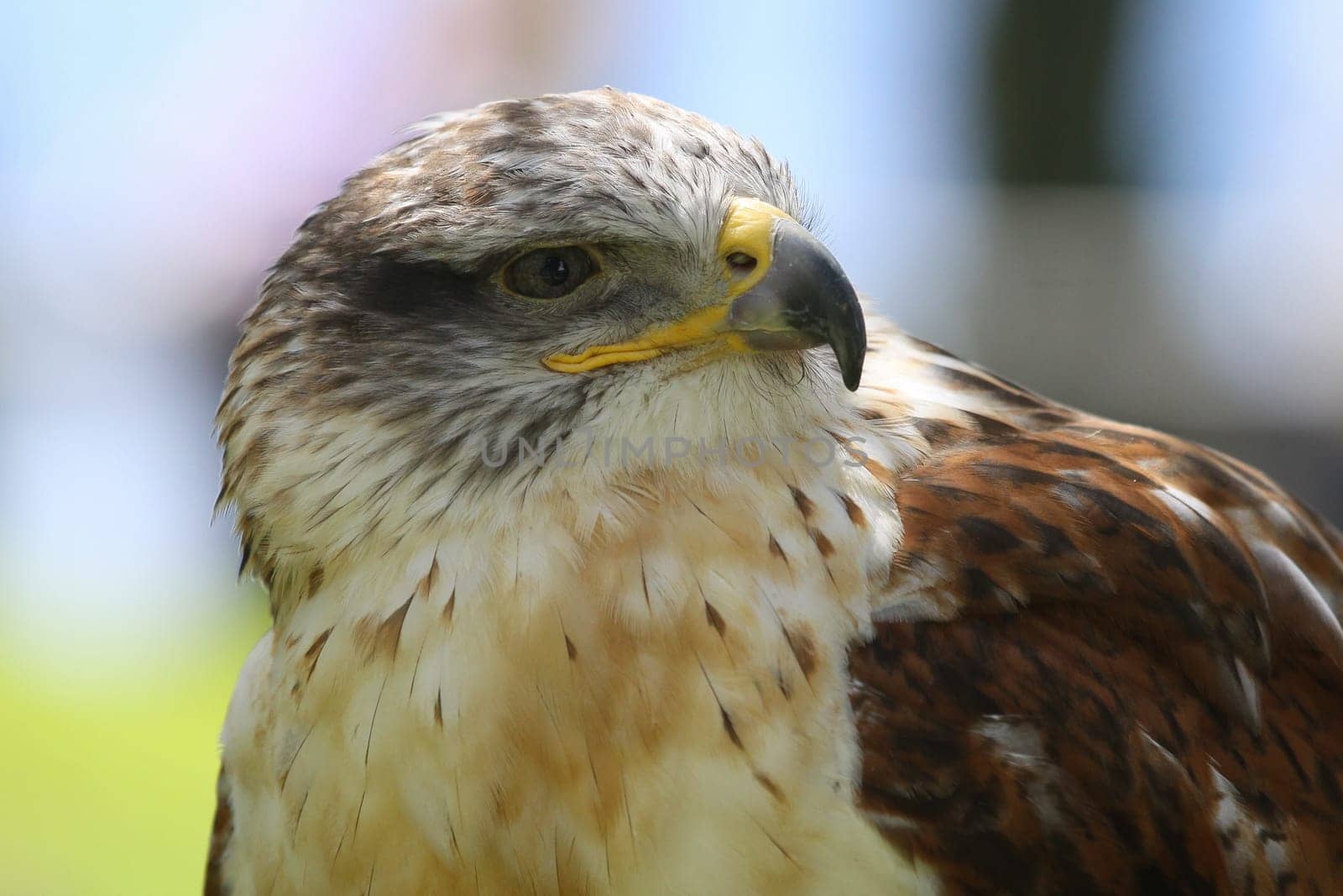 A predatory bird on outdoor background.