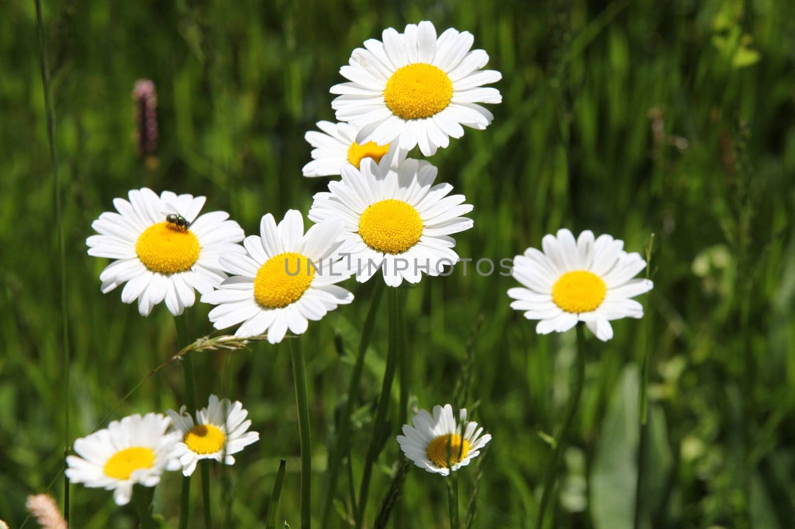 White daisies on bright summer day.