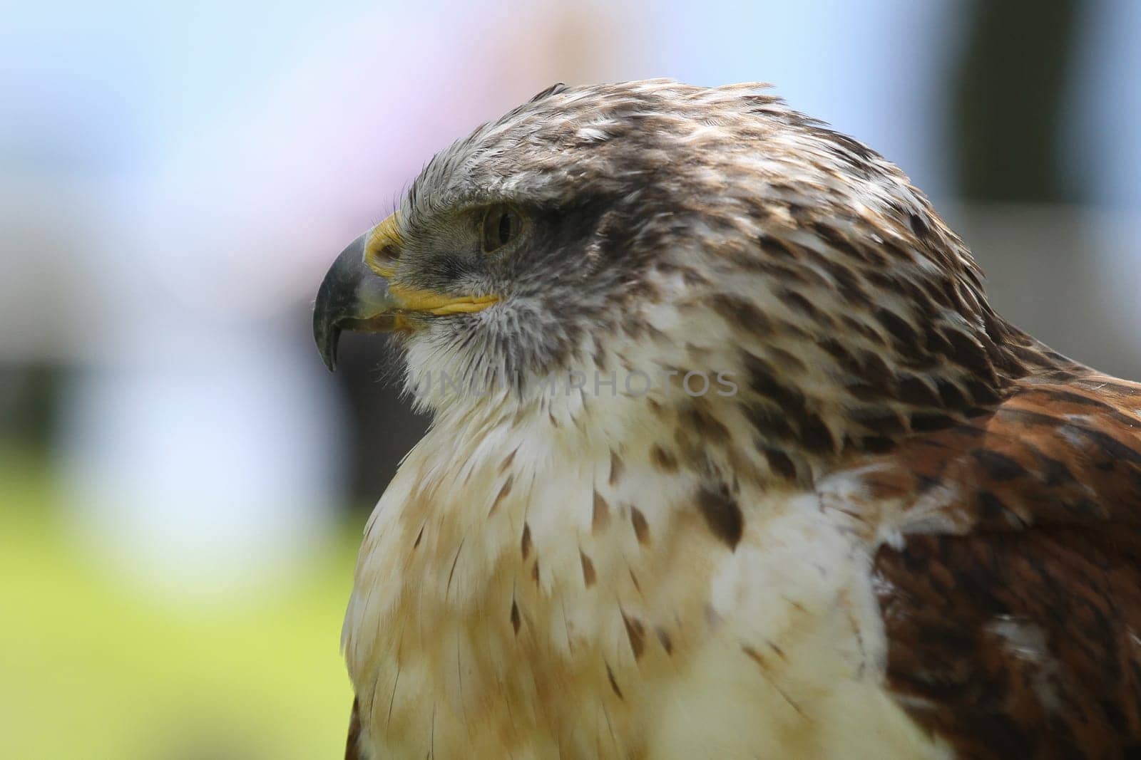 A predatory bird on outdoor background