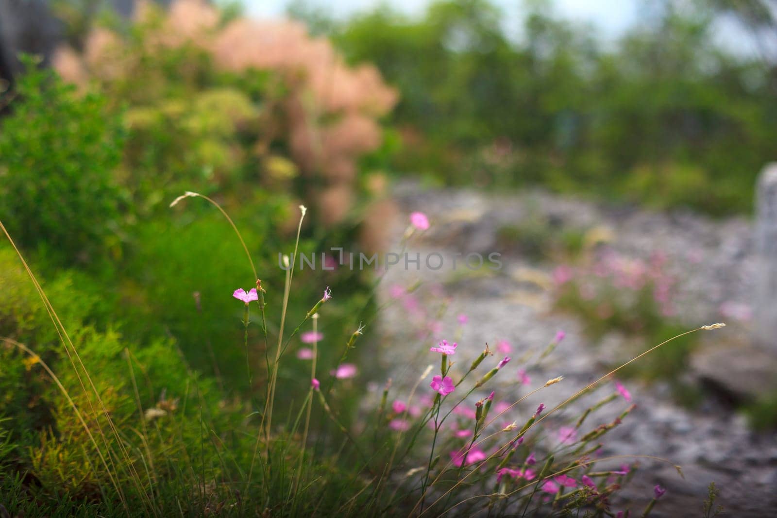 View of Dianthus flowers in the countryside