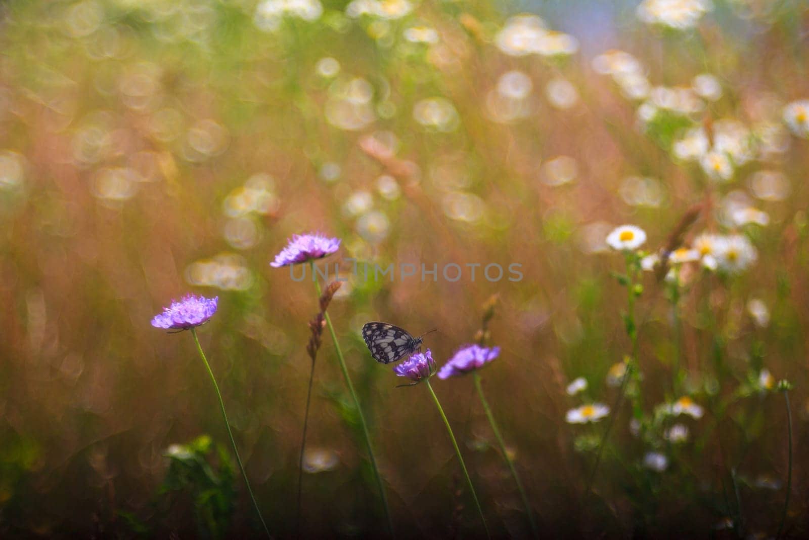 View of butterfly on countryside flowers