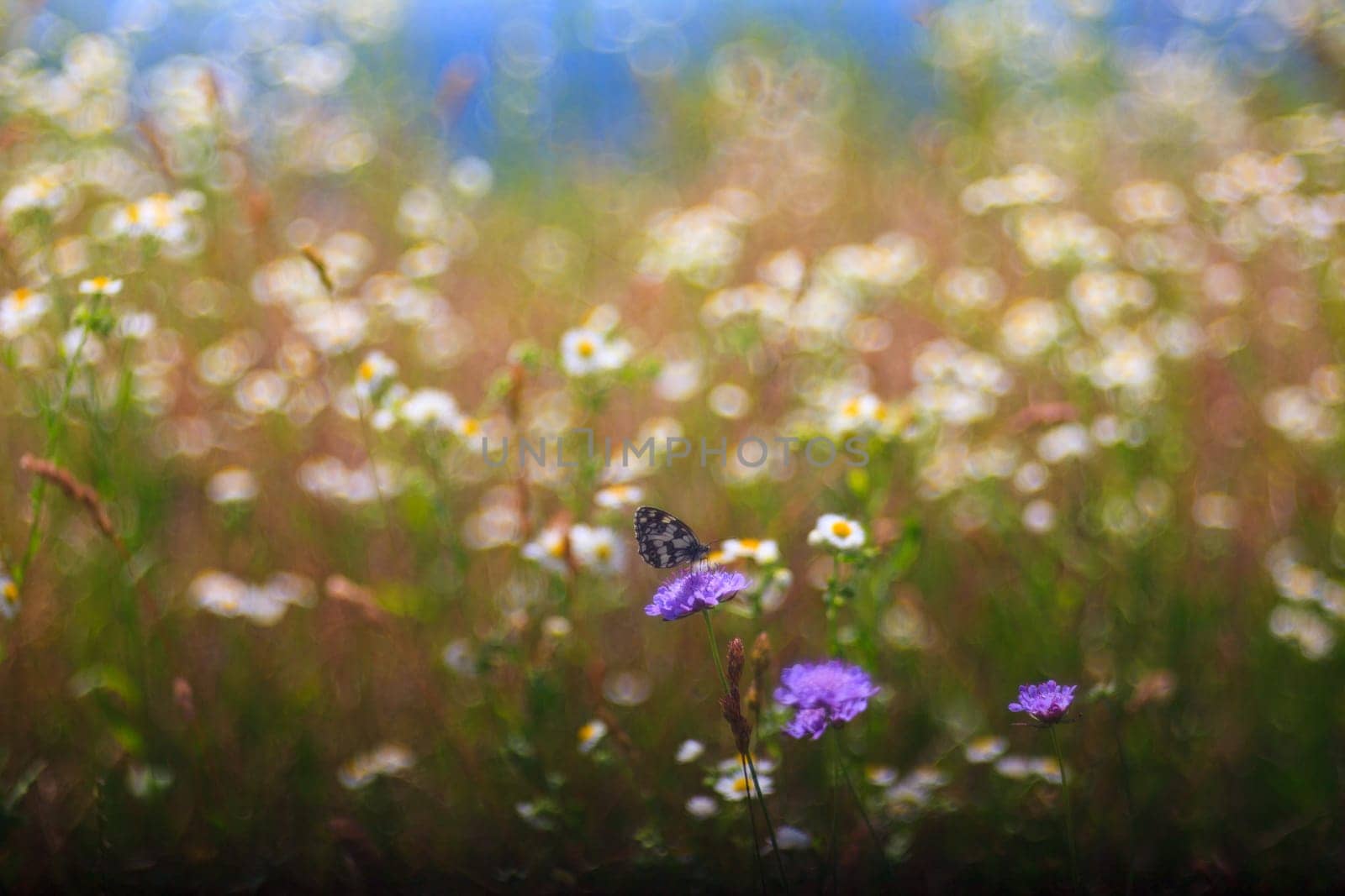 View of butterfly on countryside flowers