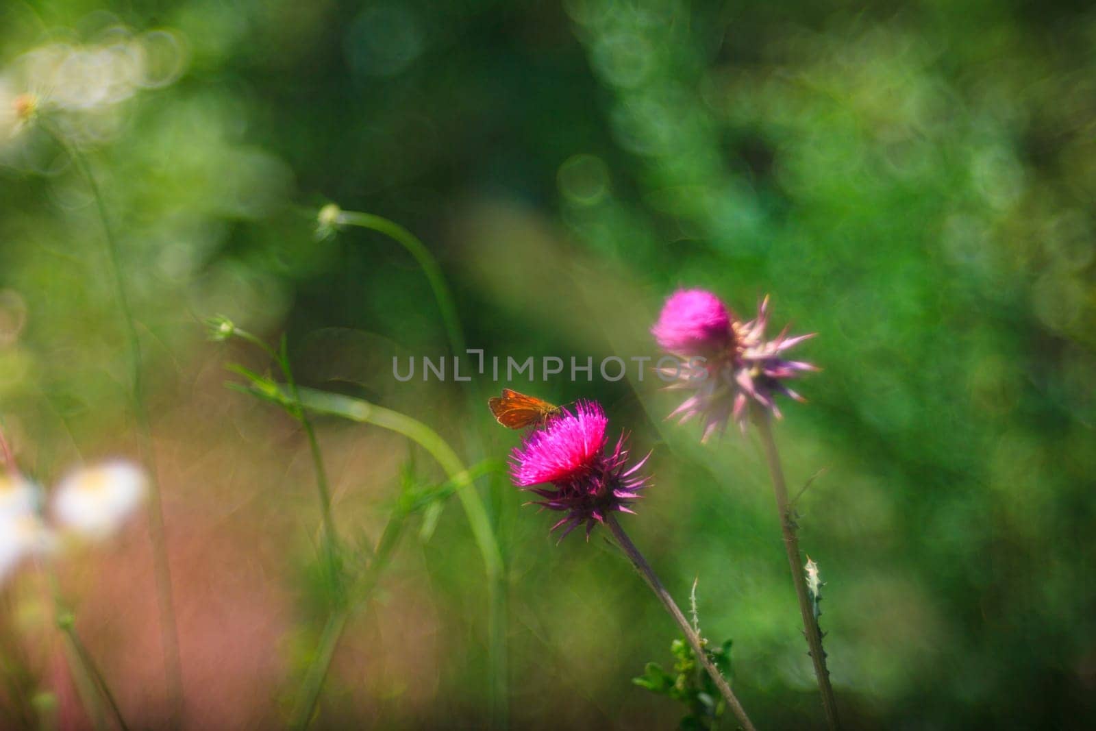 View of butterfly on Carduus flowers